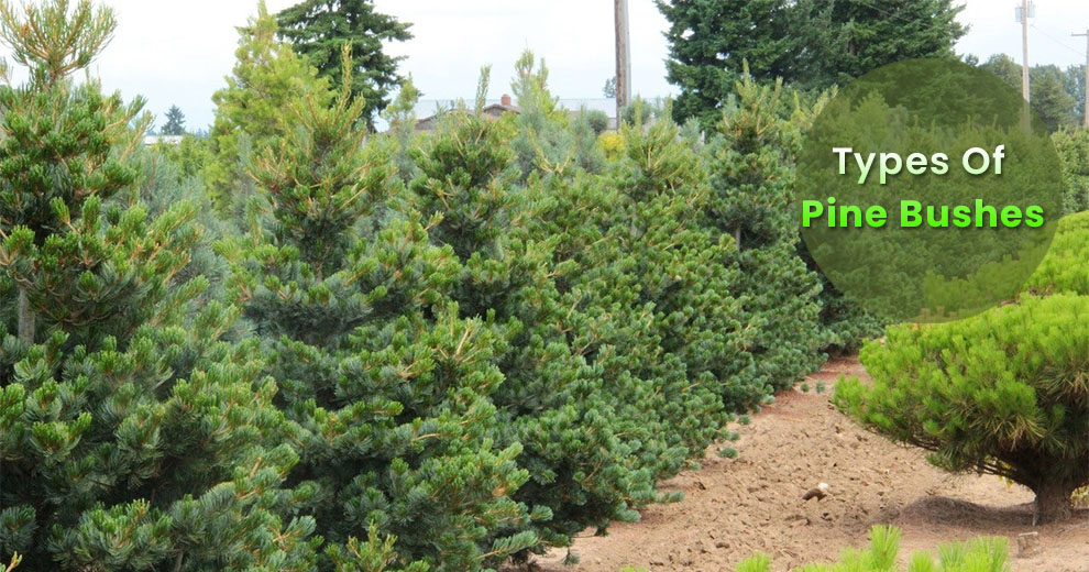Types of pine bushes