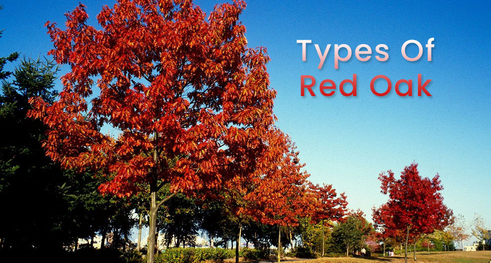  Types of red oak