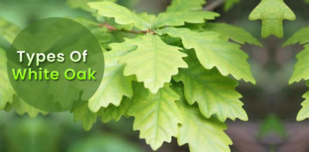 Types of white oak