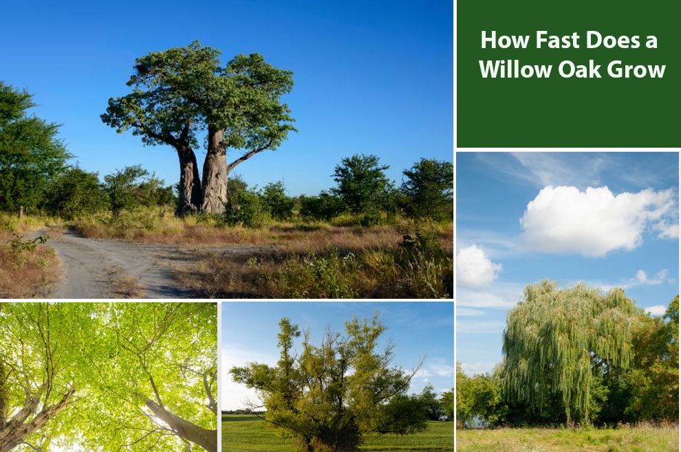 Willow Oak Grow