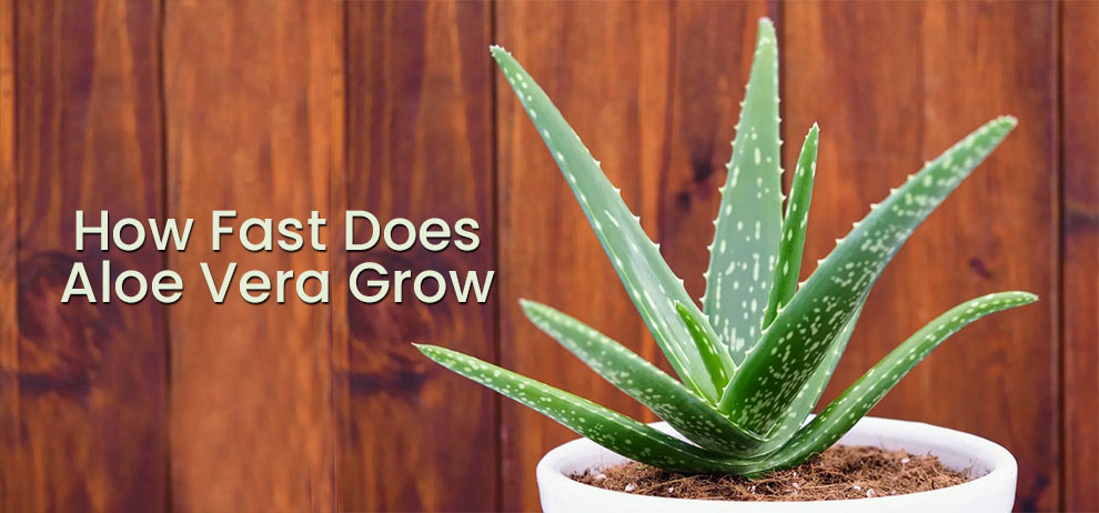 How fast does aloe vera grow 
