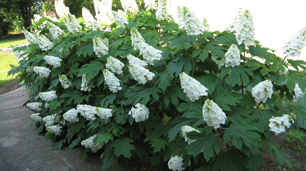 Small Oakleaf Hydrangea