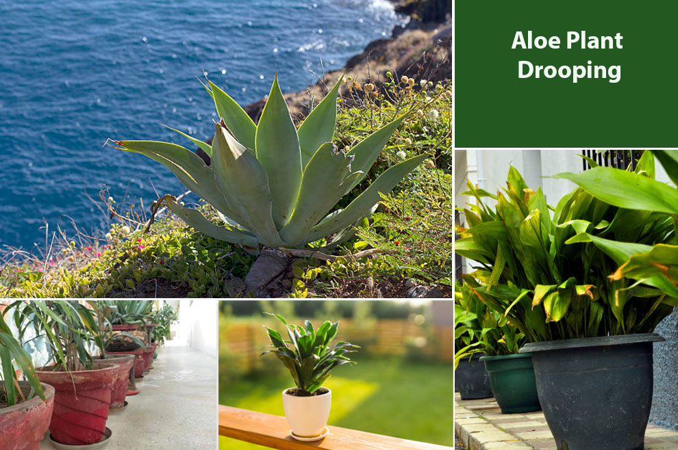 Aloe Plant Drooping: