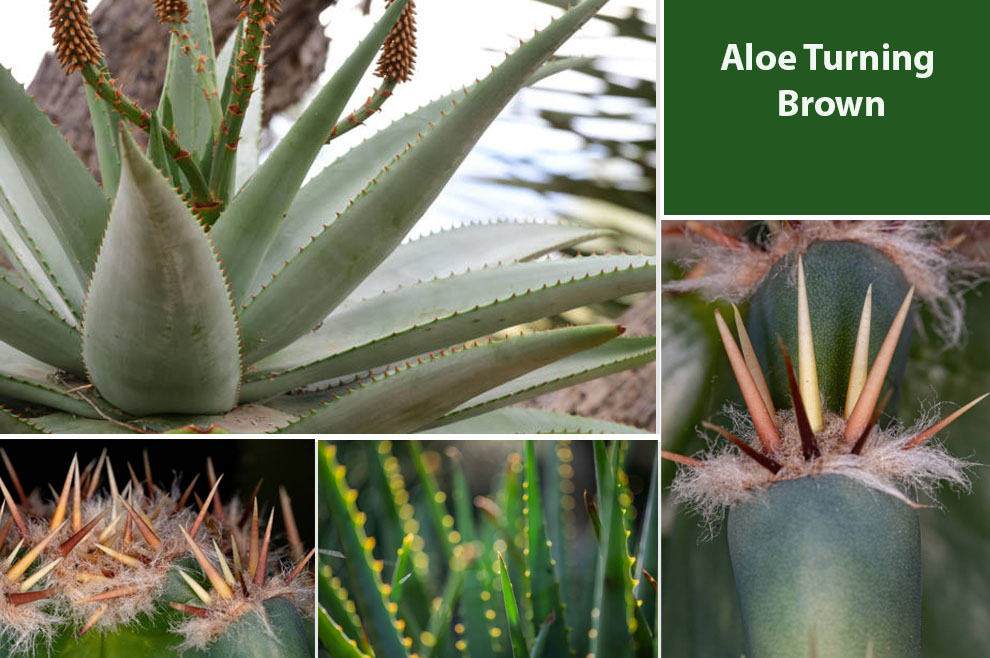 Aloe Turning Brown