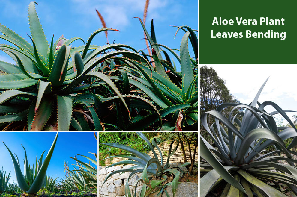 Aloe Vera Plant Leaves Bending 
