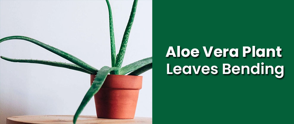 Aloe Vera Plant Leaves Bending