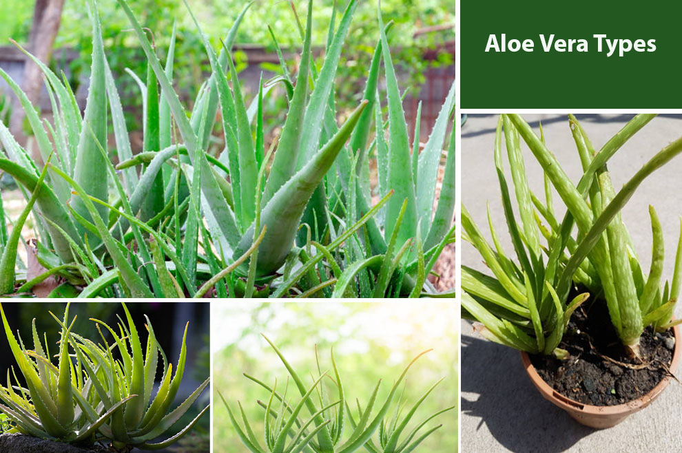 Aloe vera types