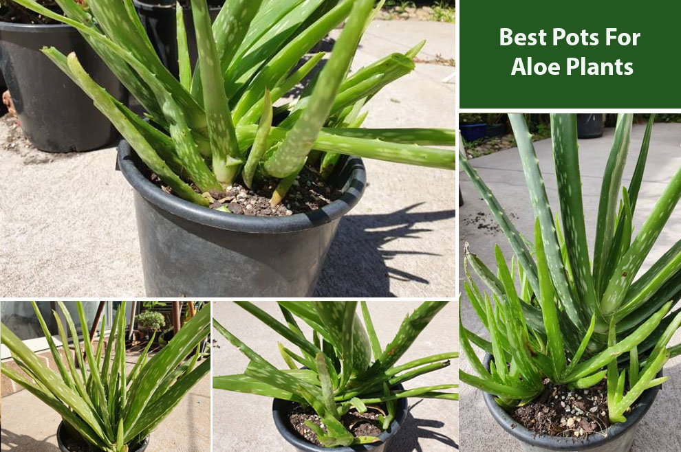 Best Pots For Aloe Plants 