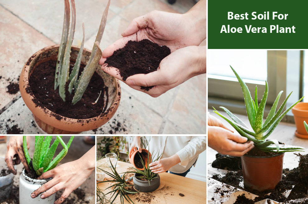 Best Soil For Aloe Vera Plant 