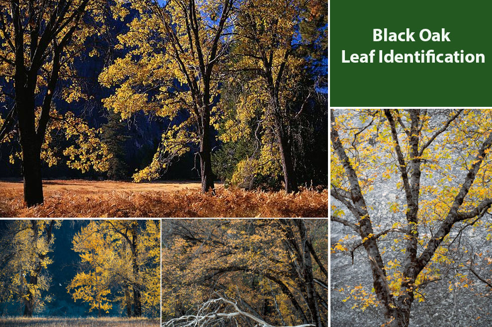 Black Oak Leaf Identification