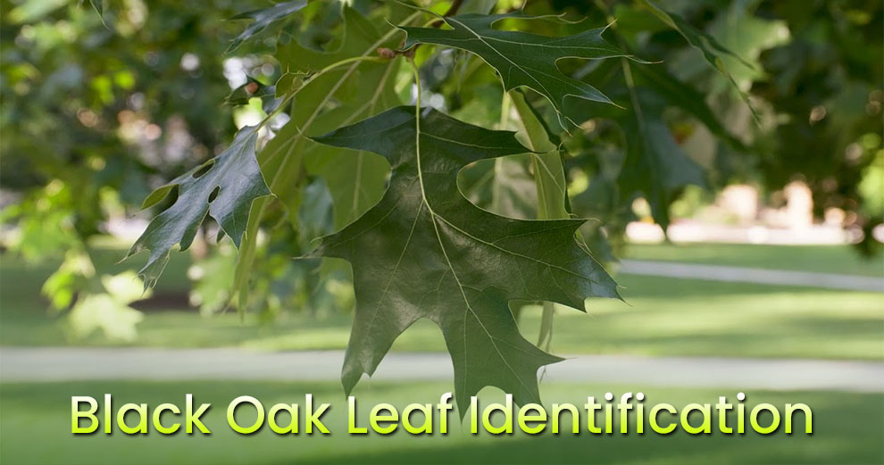  Black Oak Leaf Identification