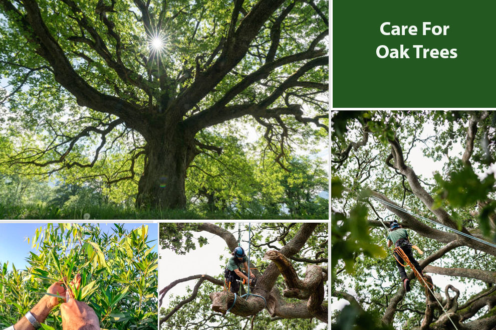 care For Oak Trees