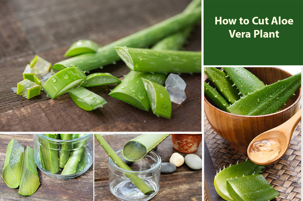 How to Cut Aloe Vera Plant