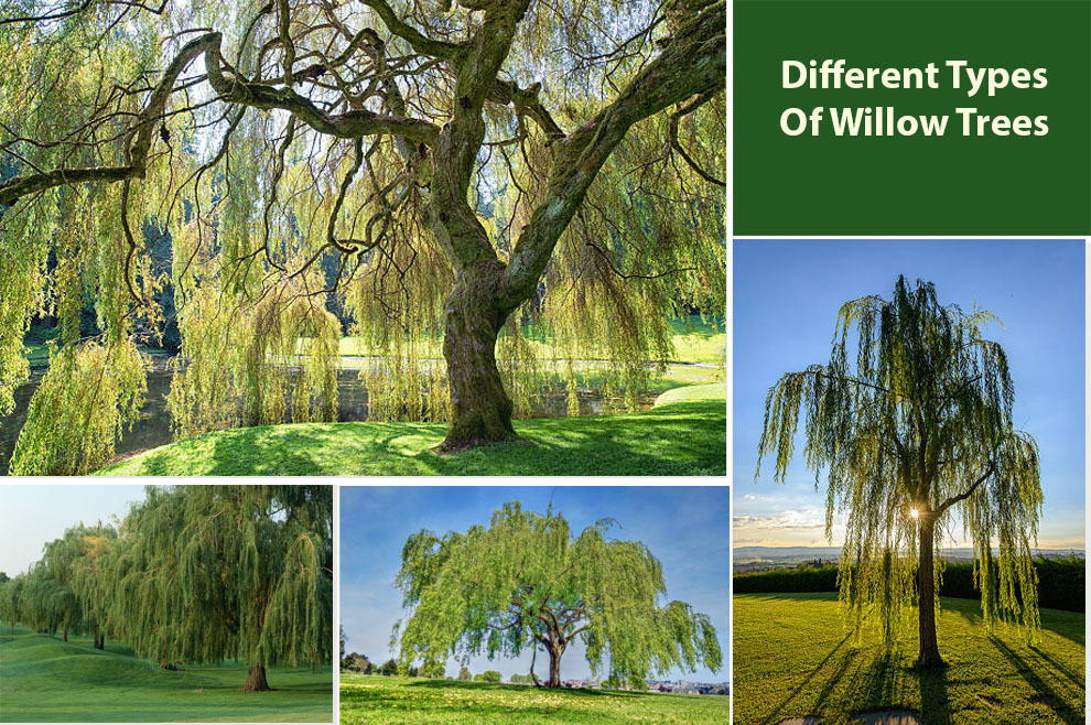 Different Types Of Willow Trees