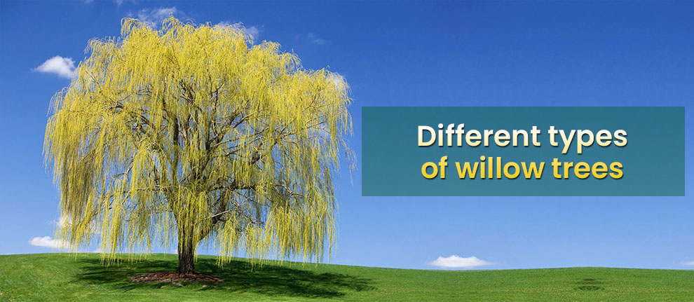Different types of willow trees