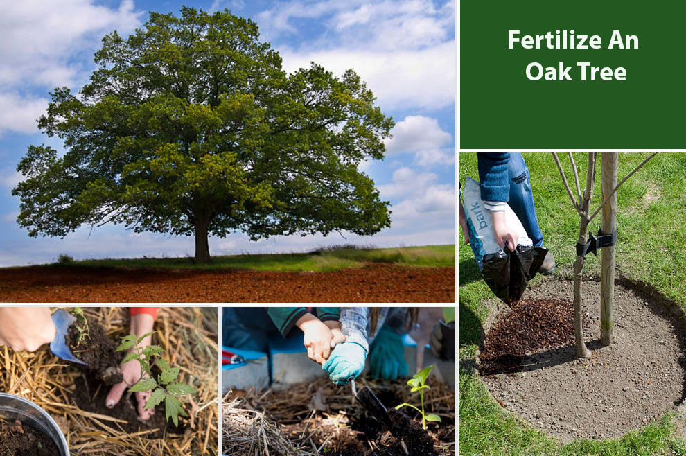 Fertilize an Oak Tree