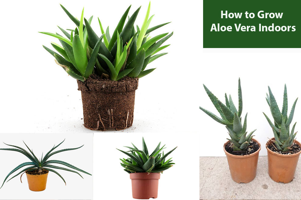 Grow Aloe Vera Indoors