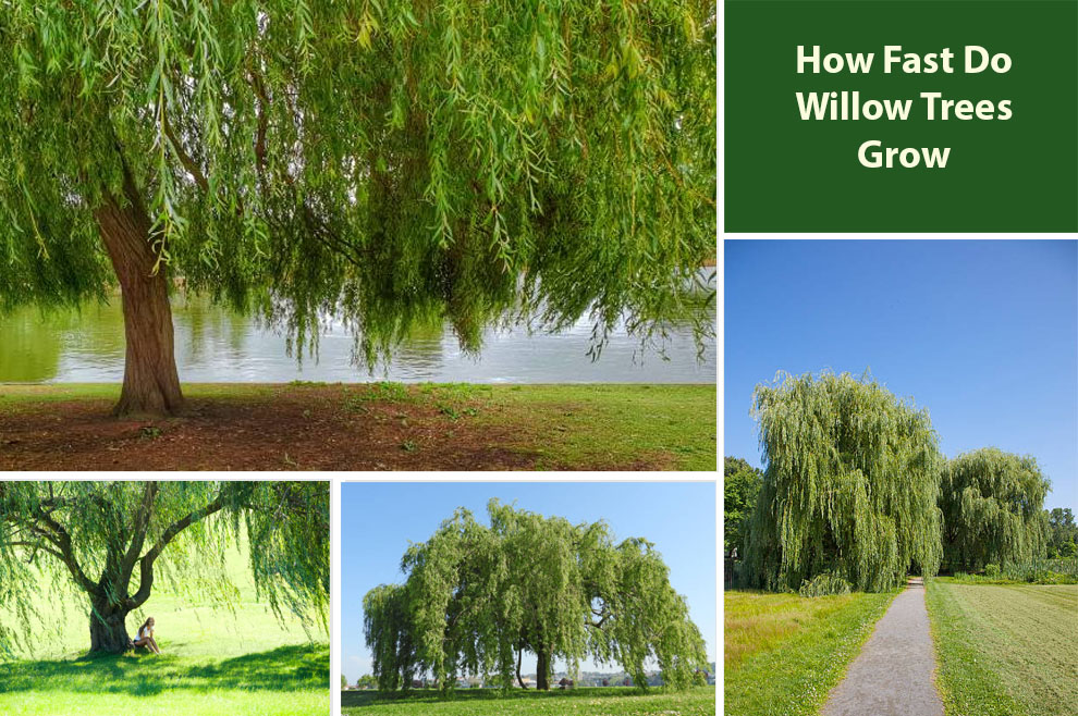How Fast Do Willow Trees Grow 