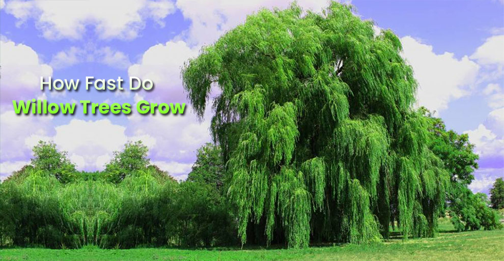 How fast do Willow Trees grow