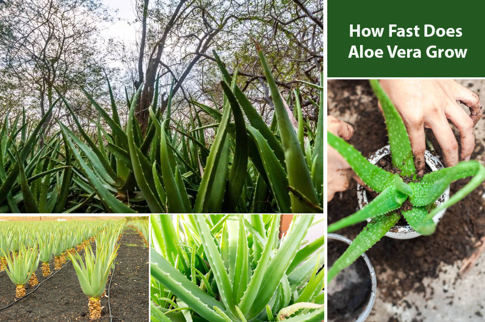 How Fast Does Aloe Vera Grow 