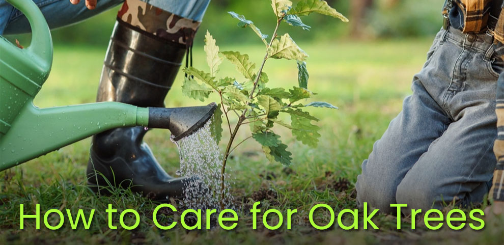 How to care for oak trees 