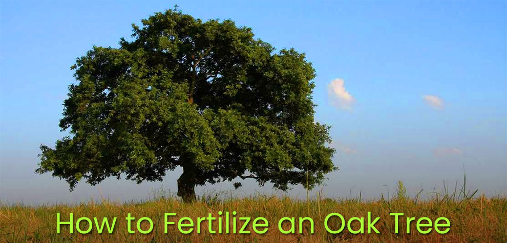 How to Fertilize an Oak Tree
