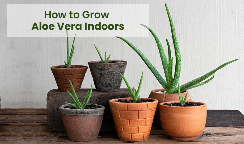 How to Grow Aloe Vera Indoors