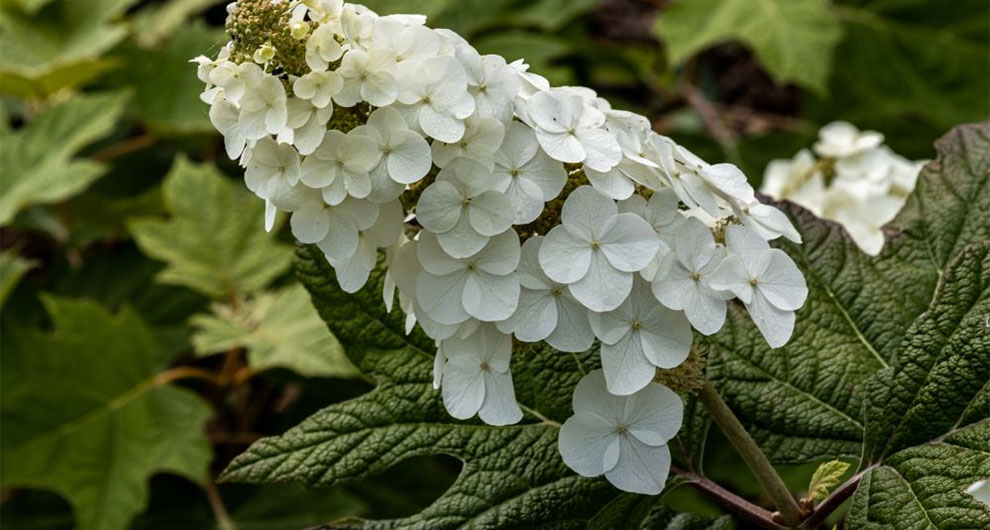 Medium-Sized Oakleaf Hydrangea