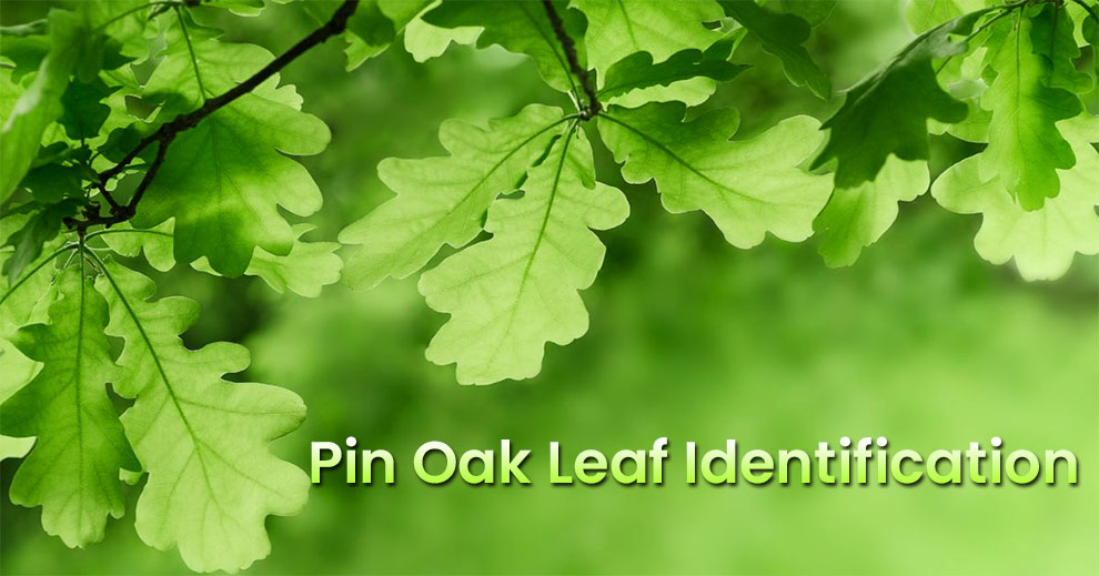 Pin Oak Leaf Identification