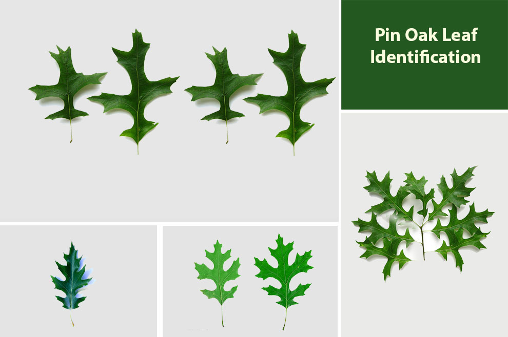 Pin Oak Leaf Identification 