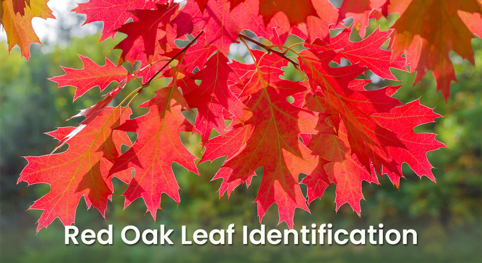 Red Oak Leaf Identification