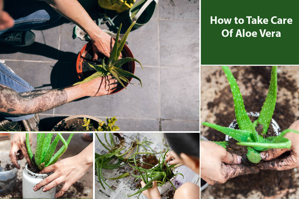 How to Take Care Of Aloe Vera