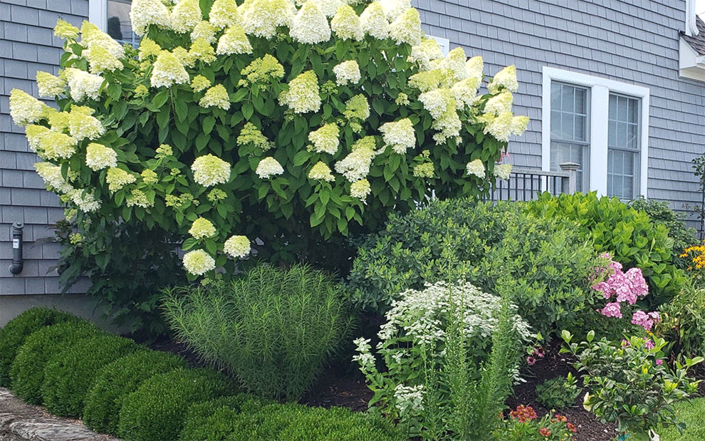 Tall Oakleaf Hydrangea