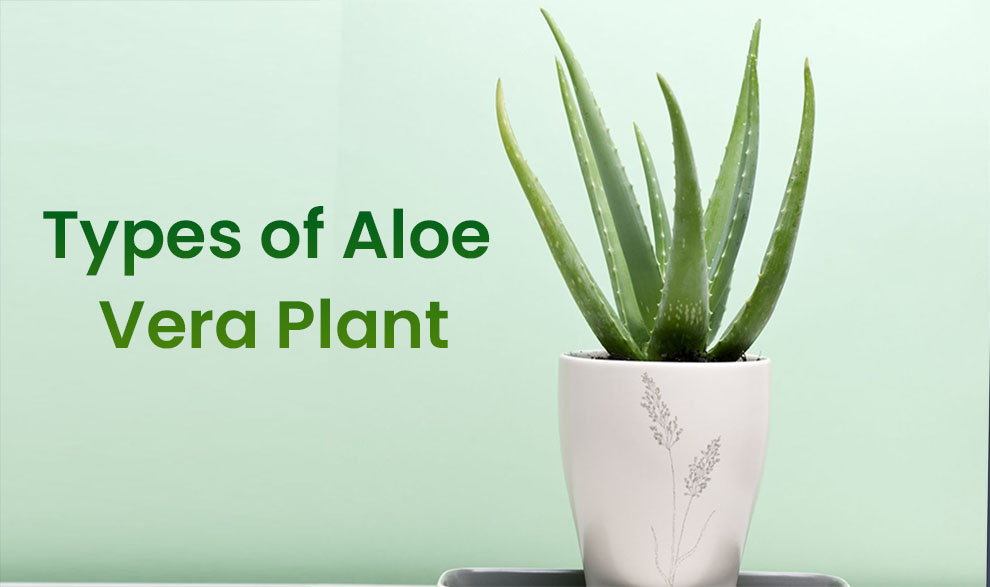 Types of Aloe Vera Plant