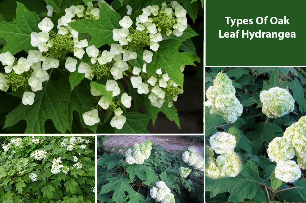Types Of Oakleaf Hydrangea 