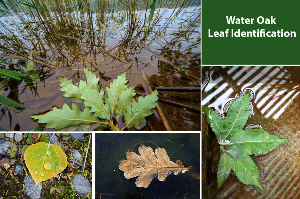 Water Oak Leaf Identification