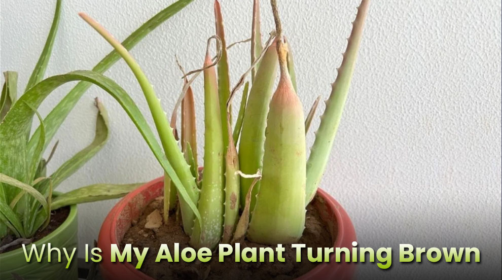 Why Is My Aloe Plant Turning Brown 
