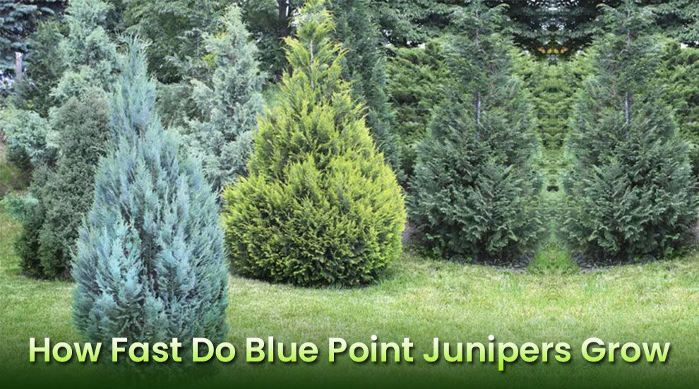 How fast do blue point junipers grow