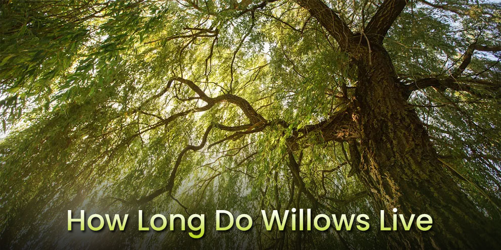 How long do willows live 