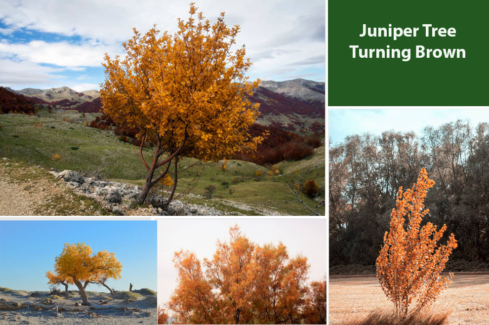 Juniper Tree Turning Brown 