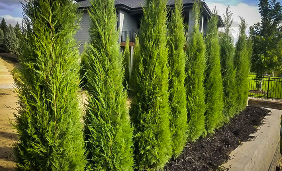 Taylor Juniper Growth Rate Is It Fast Growing EmbraceGardening taylor-juniper-growth-rate-is-it-fast-growing-embracegardening
