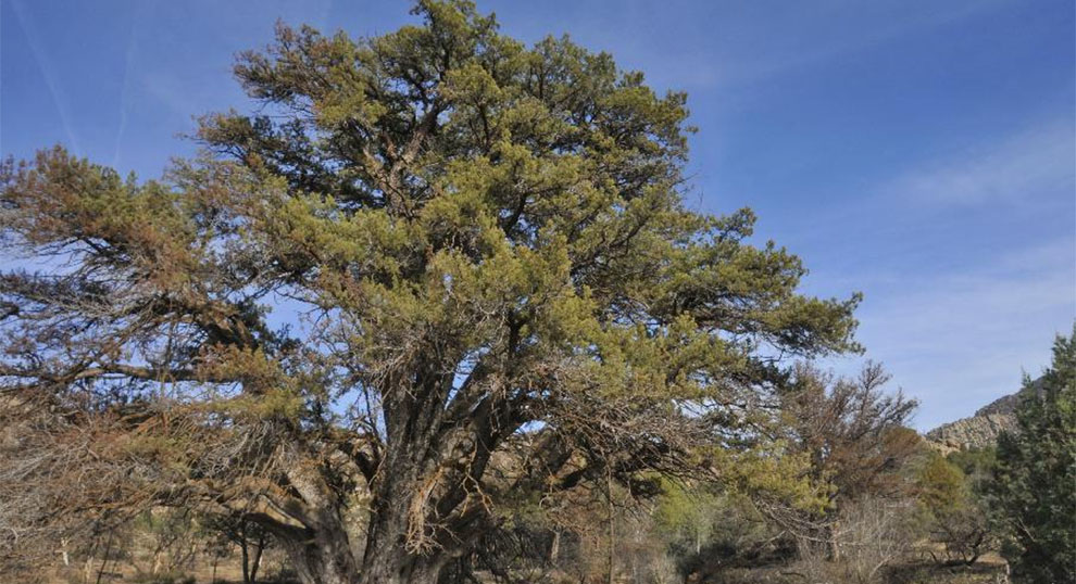 Alligator Juniper