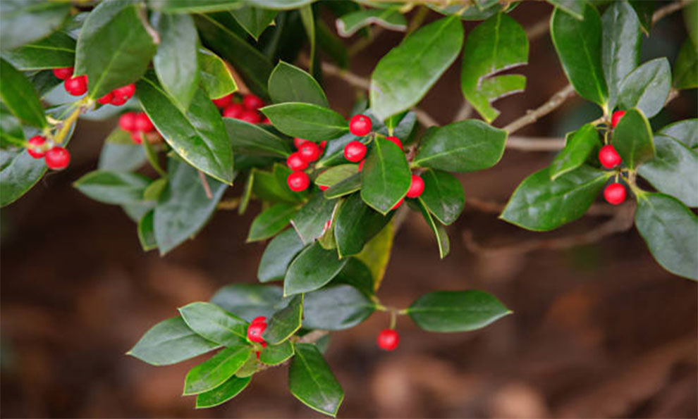 American Holly