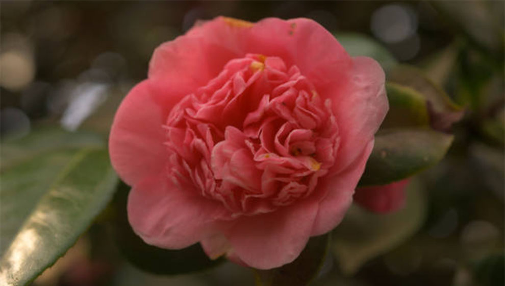 Anticipation or Camellia x williamsii