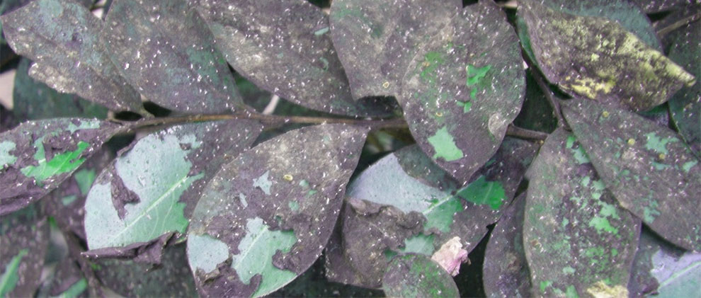 Aphids
