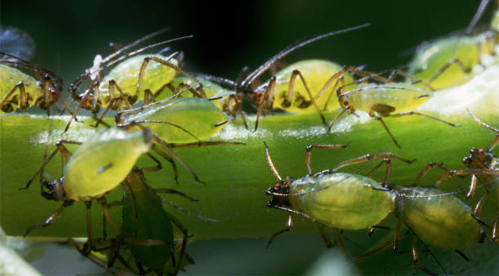 aphids