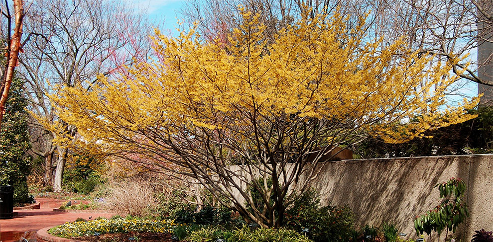 Arnold Promise Witch Hazel