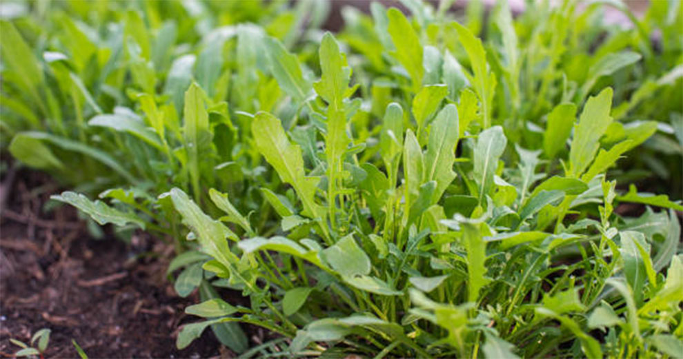 Arugula