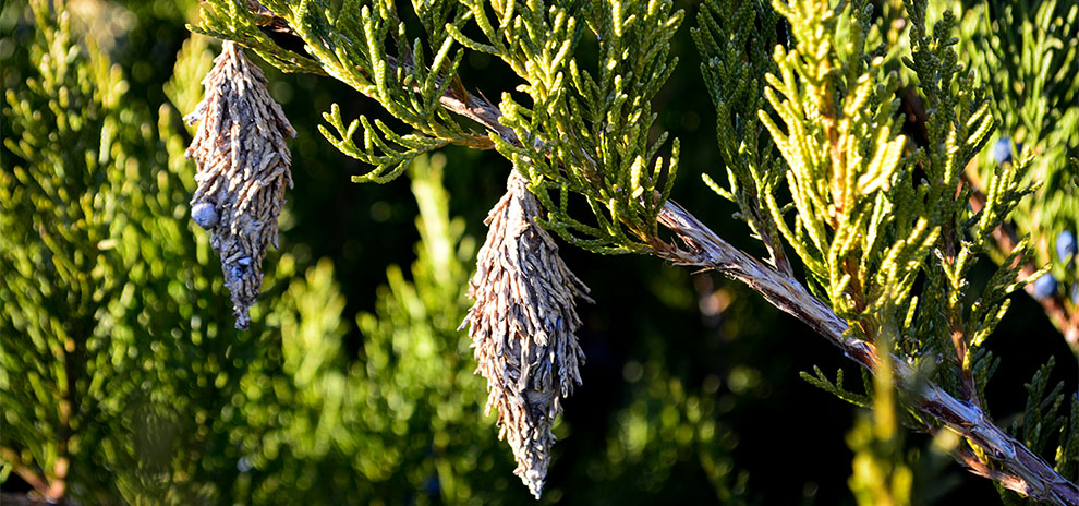 Bagworms