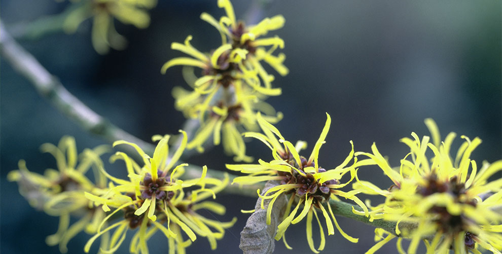 Barmstedt Gold Witch Hazel